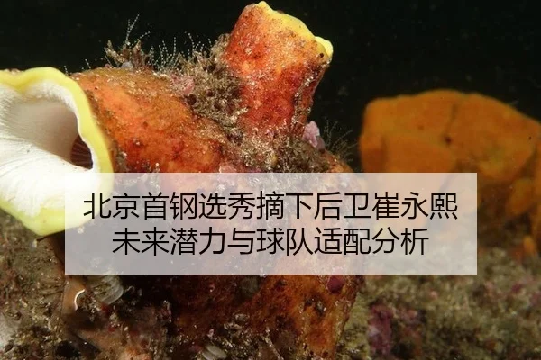 北京首钢选秀摘下后卫崔永熙 未来潜力与球队适配分析
